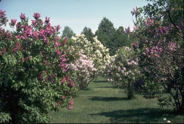 Collection de lilas